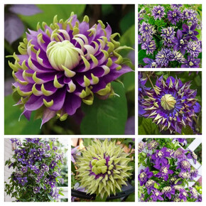 клематис Taiga