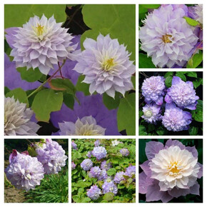 клематис Veronica's Choice