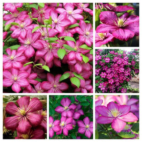 клематис Ville de Lyon