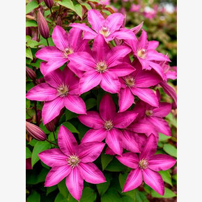 клематис Vino