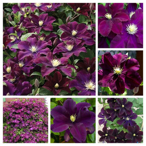 клематис Warszawska Nike