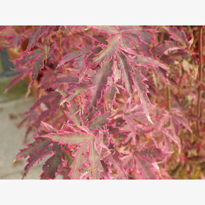 Клен дланевидный Баттерфляй P9