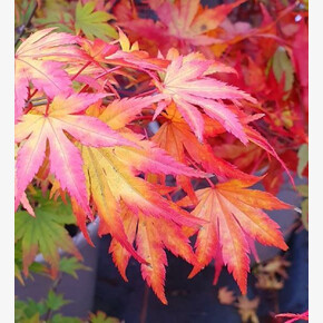 Клен дланевидный Орандж Дрим P9