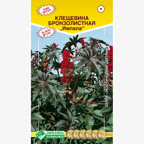 Клещевина бронзолистная Импала/ Евросемена