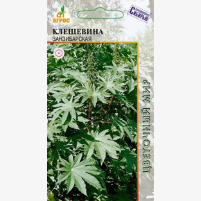 Клещевина Занзибарская 4шт*
