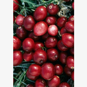 Клюква Кроули P9