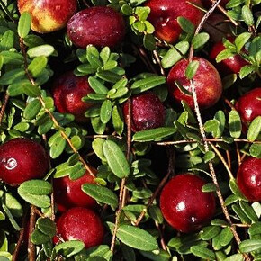 Клюква Пилгрим P9