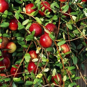 Клюква Стивенс P9