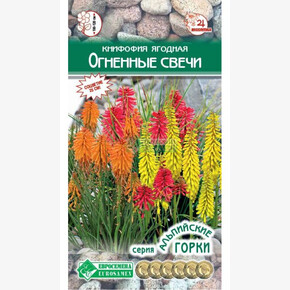 Книфофия ягодная Огненные свечи/ Евросемена