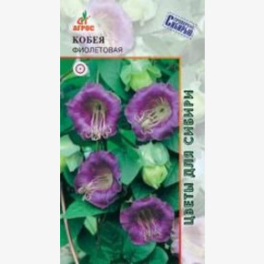 Кобея Фиолетовая /Агрос 5 шт