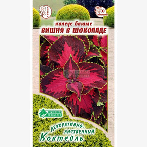 Колеус ВИШНЯ В ШОКОЛАДЕ 3 шт/ Евросемена
