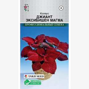 Колеус Джиант Эксибишен Магма/ Евросемена