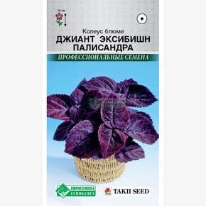 Колеус Джиант Эксибишн Палисандра 3 драже /Takii/ Евросемена