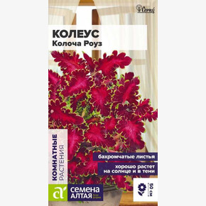 Колеус Колоча Роуз/Сем Алт/цп 5 шт. НОВИНКА