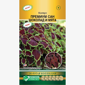 Колеус Премиум Сан Шоколад и мята/ Евросемена