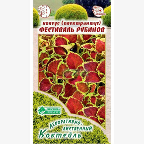 Колеус ФЕСТИВАЛЬ РУБИНОВ блюме 10 шт/ Евросемена