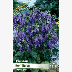 Колокольчик Кент Белль (hybr.)