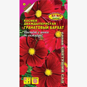 Космея Гранатовый Бархат/ Аэлита