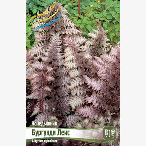 КОЧЕДЫЖНИК БУРГУНДИ ЛЕЙС