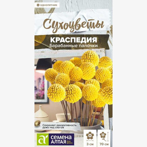 Краспедия Барабанные палочки шаровидная/ Семена Алтая 0,05 гр. Сухоцветы