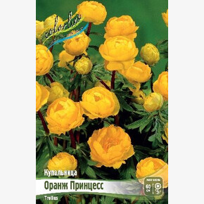 Купальница (троллиус) Оранж Принцесс