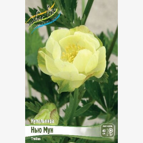 Купальница(троллиус) Нью Мун