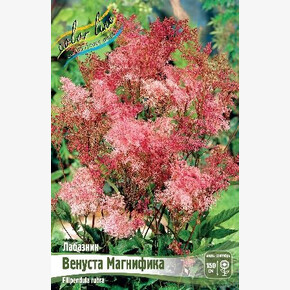 Лабазник (Filipendula) Венуста Магнифика (rubra)