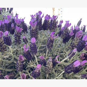 Лаванда Lavandula La Diva Big Night