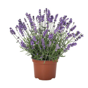 Лаванда Lavandula La Diva Spirit Purple Blue