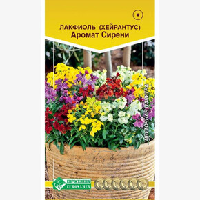 Лакфиоль Хейрантус Аромат Сирени/ Евросемена