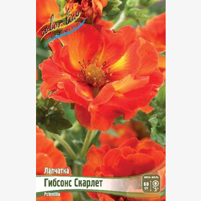 ЛАПЧАТКА ГИБСОНС СКАРЛЕТ