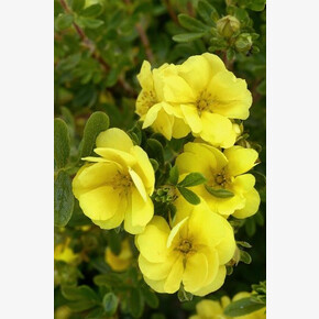 Лапчатка Дабл Панч Голд P9