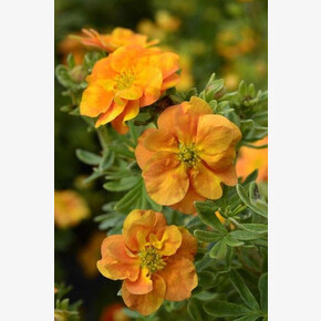 Лапчатка Дабл Панч Танго P9