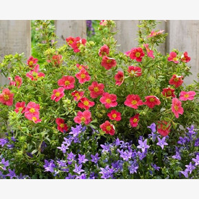 Лапчатка Данни Бой P9