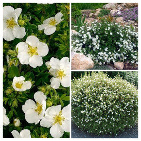 лапчатка кустарниковая ЭББОТСВУД кассета/черенок/шт