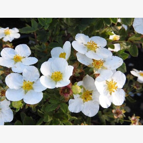 Лапчатка Манчу P9