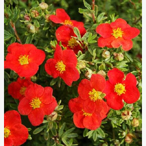 Лапчатка Мариан Ред Робин P9