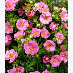 Лапчатка Пинк Парадайз P9