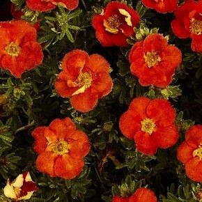 Лапчатка Ред Айс P9