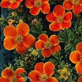 Лапчатка Хопслей Оранж P9