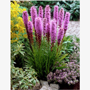 ЛИАТРИС ФЛОРИСТАН ВИОЛЕТТ