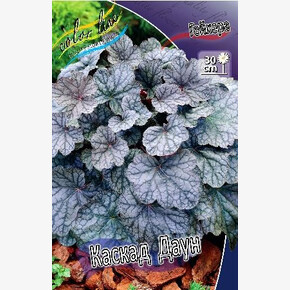 ЛИЛЕЙНИК АПРИКОТ БЛИСС