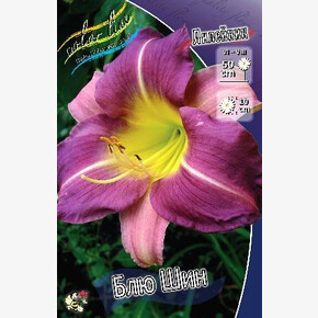 ЛИЛЕЙНИК БЛЮ ШИН