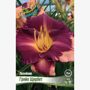 ЛИЛЕЙНИК ГРЕЙП ЩЕРБЕТ