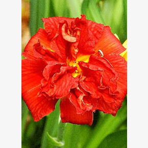 ЛИЛЕЙНИК ДАБЛ ФАЙРКРЕКЕР