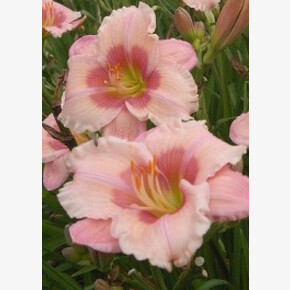 ЛИЛЕЙНИК ДЖАНИС БРАУН