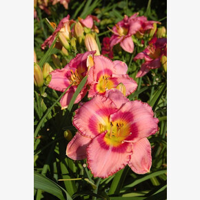 ЛИЛЕЙНИК ДРЭСС ПИНК