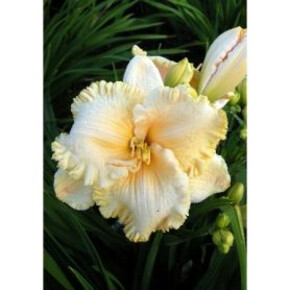 ЛИЛЕЙНИК ИНЧАНТЕД ФОРЕСТ