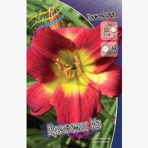 ЛИЛЕЙНИК КРИСТМАС ИЗ