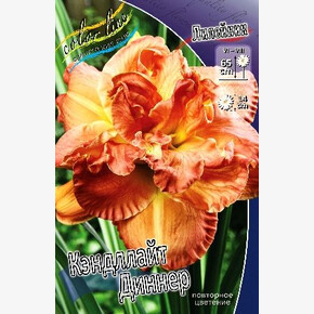 ЛИЛЕЙНИК КЭНДЛЛАЙТ ДИННЕР